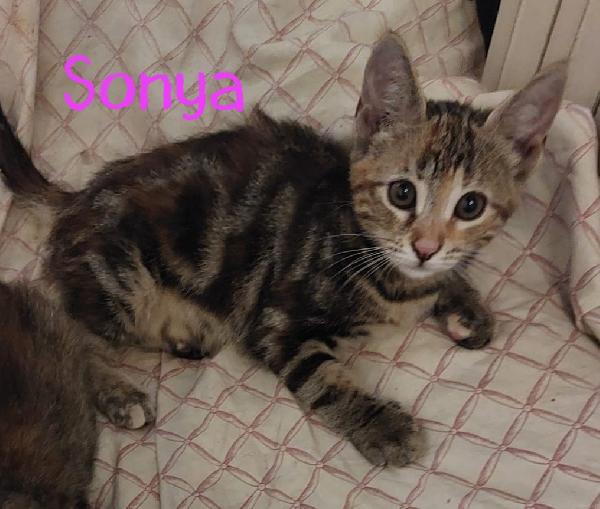 Sweety, Sonya, Vicky & Squamy